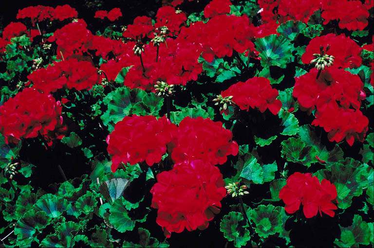Red geraniums in remembrance